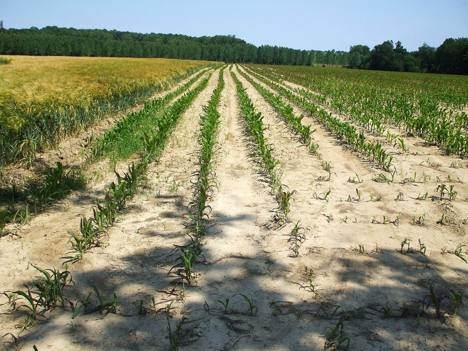 Dry, drought-stricken farmland in Haute-Marne, France