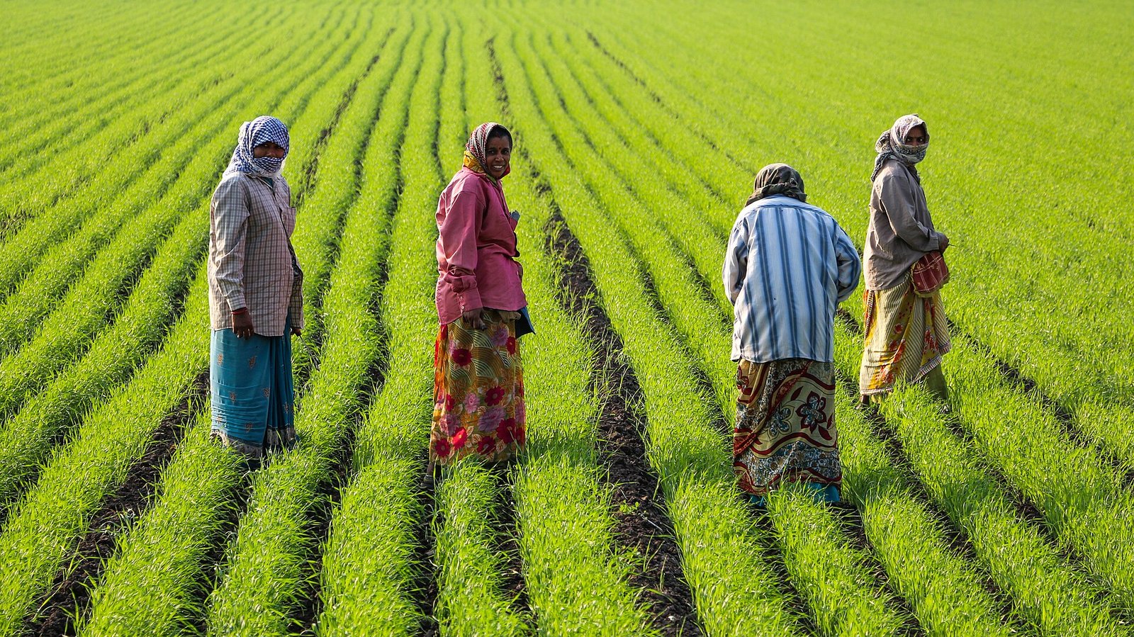 Women working in agricultural fields in Gujarat, India